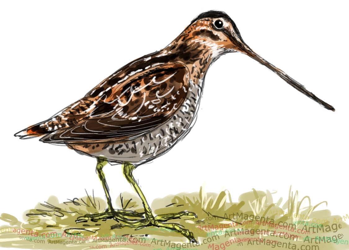 Common Snipe sketch painting. Bird art drawing by illustrator Artmagenta