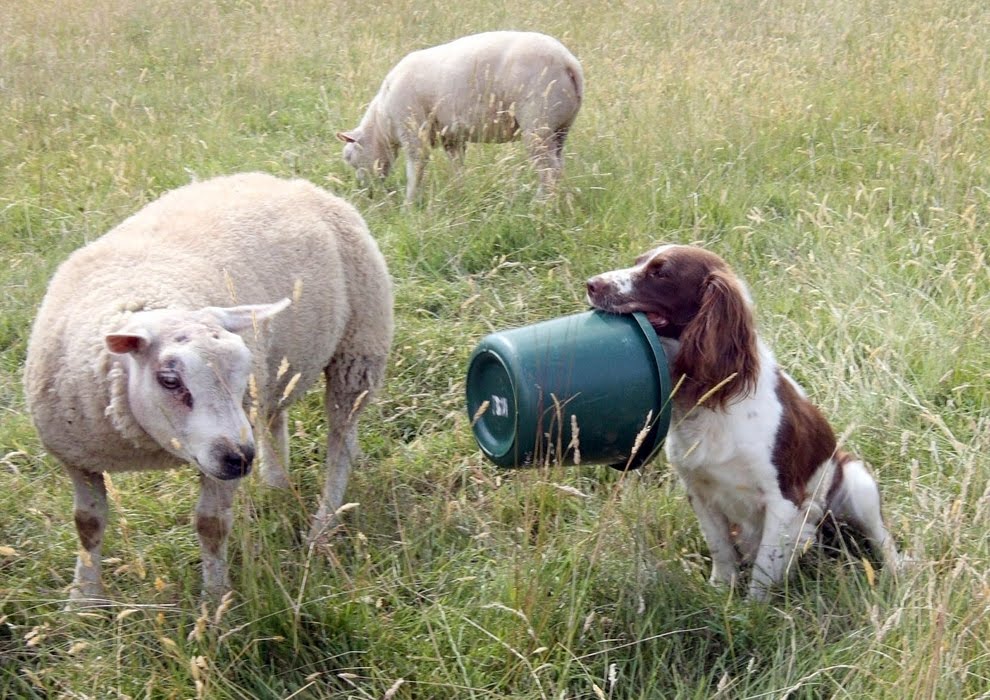 A sheepdog feeds baby lamb milk from bottle (5 pics) Amazing Creatures