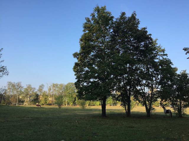 Green town of Kostino