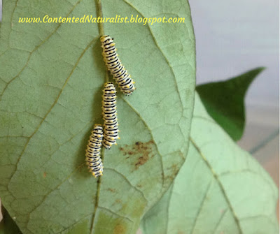 Three yellow-and-black striped caterpillars cluster together on the vein of a leaf