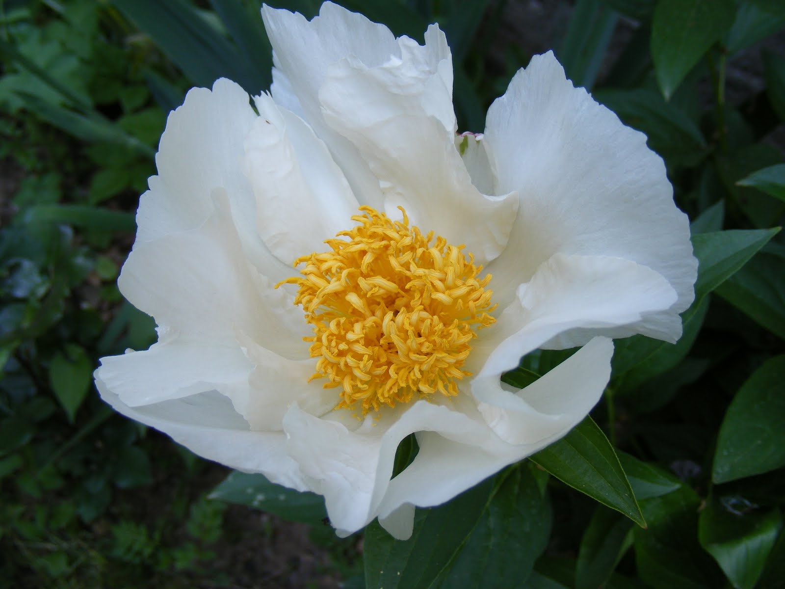 Danutza gobelin Bujor alb