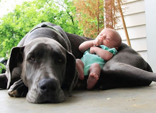 In nove si contendono il titolo di cane più grande del mondo