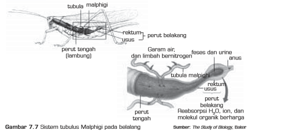 Gambar Serangga