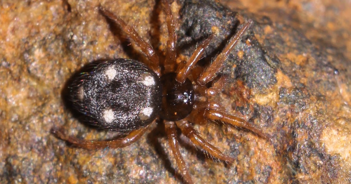 Biodiversity of Cyprus by NGO Protection of the Natural Heritage and