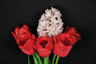 Hyacinth and red tulips valentine's day