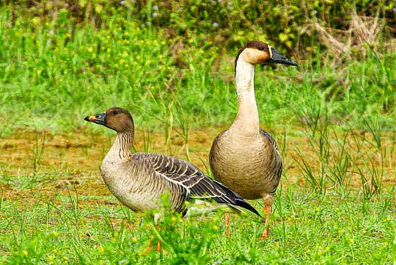 Swan Goose, Bean Goose, image