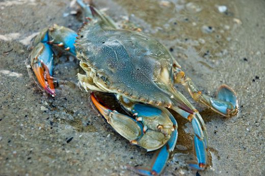 Enjoy Life Anyway: Hard Crabs / aka Blue Crab that is not a Soft Crab. lol