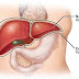 5 Super Foods That Repairs The Liver