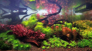 200 Referensi Desain Dan Model Aquascape Berdasarkan Tema https://www.faktapopuler.com/2018/12/200-referensi-desain-dan-model.html