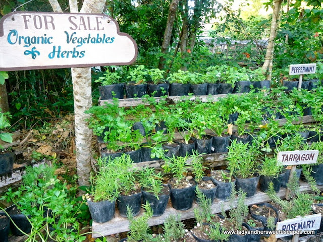 herbs in Bee Farm Panglao Island Bohol