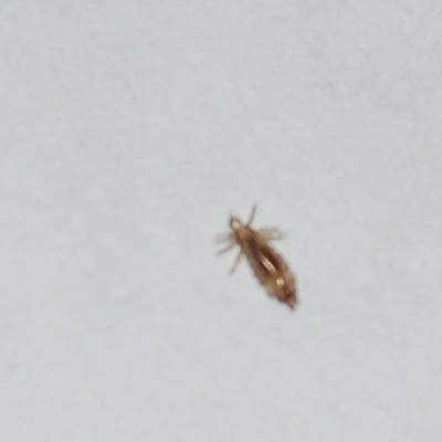 Adult Head Lice 63