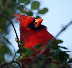 cardinal bird cardinals birds flying wild sweet pretty sanibel island sweep bitches visit