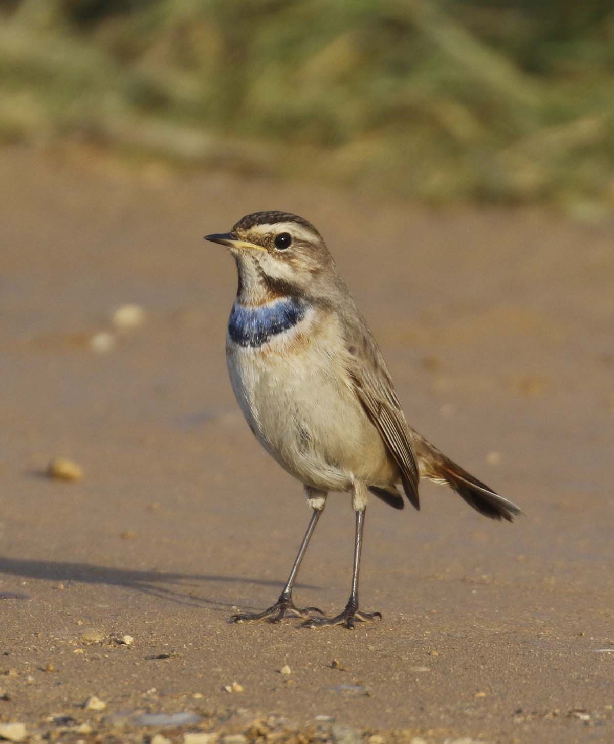 Red spotted Bluethroat