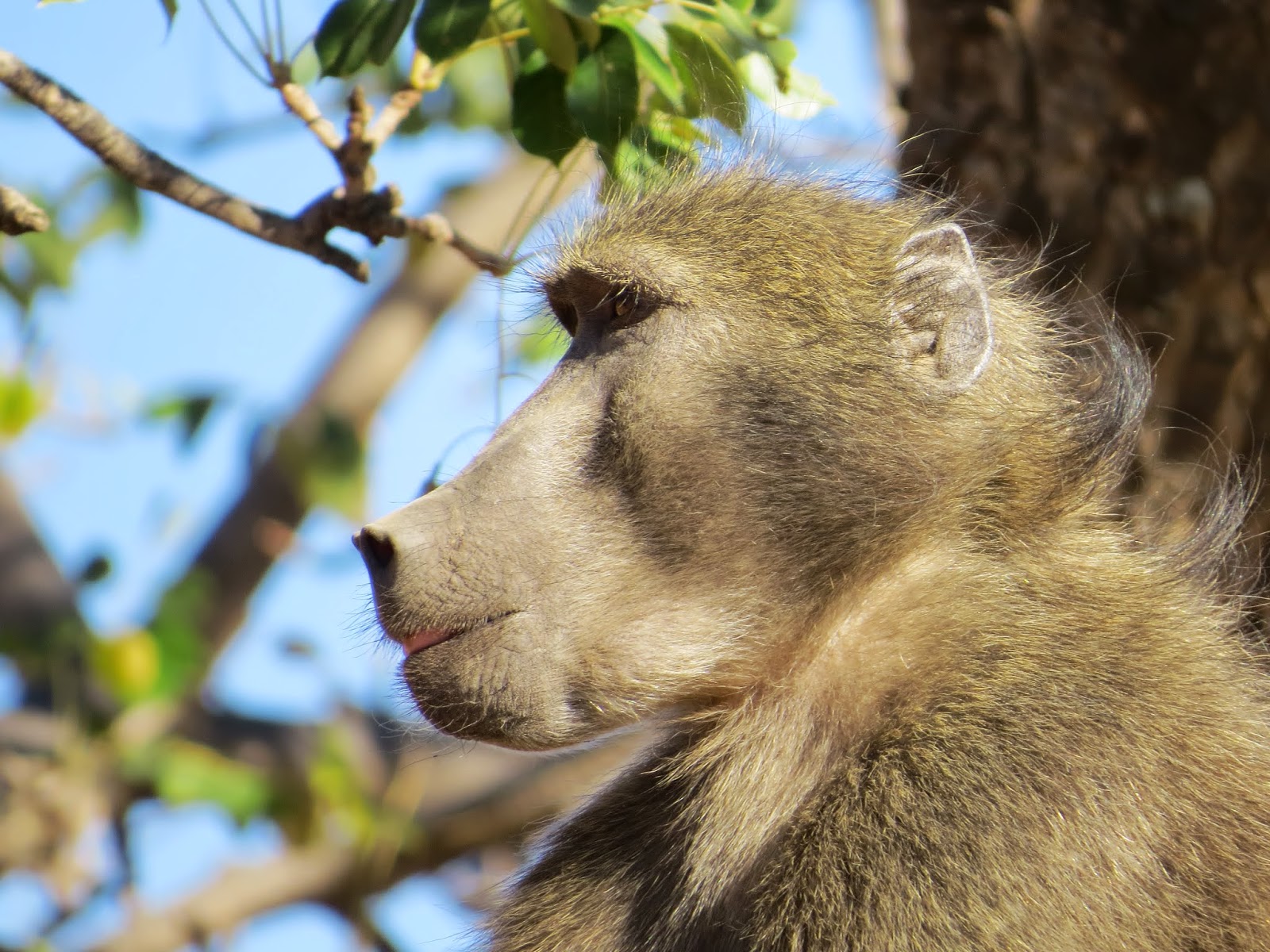 Dispatches in Dermatology (The Skinny): Let's learn about: Botswana ...