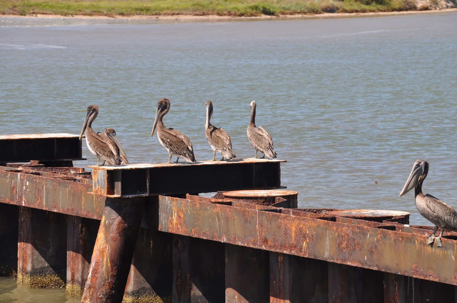 And Willie Said Day One, Sanctuary Resort at Port O'Connor Monday