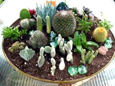 El Cuaderno de Campo: Cómo hacer un jardín de cactus y suculentas