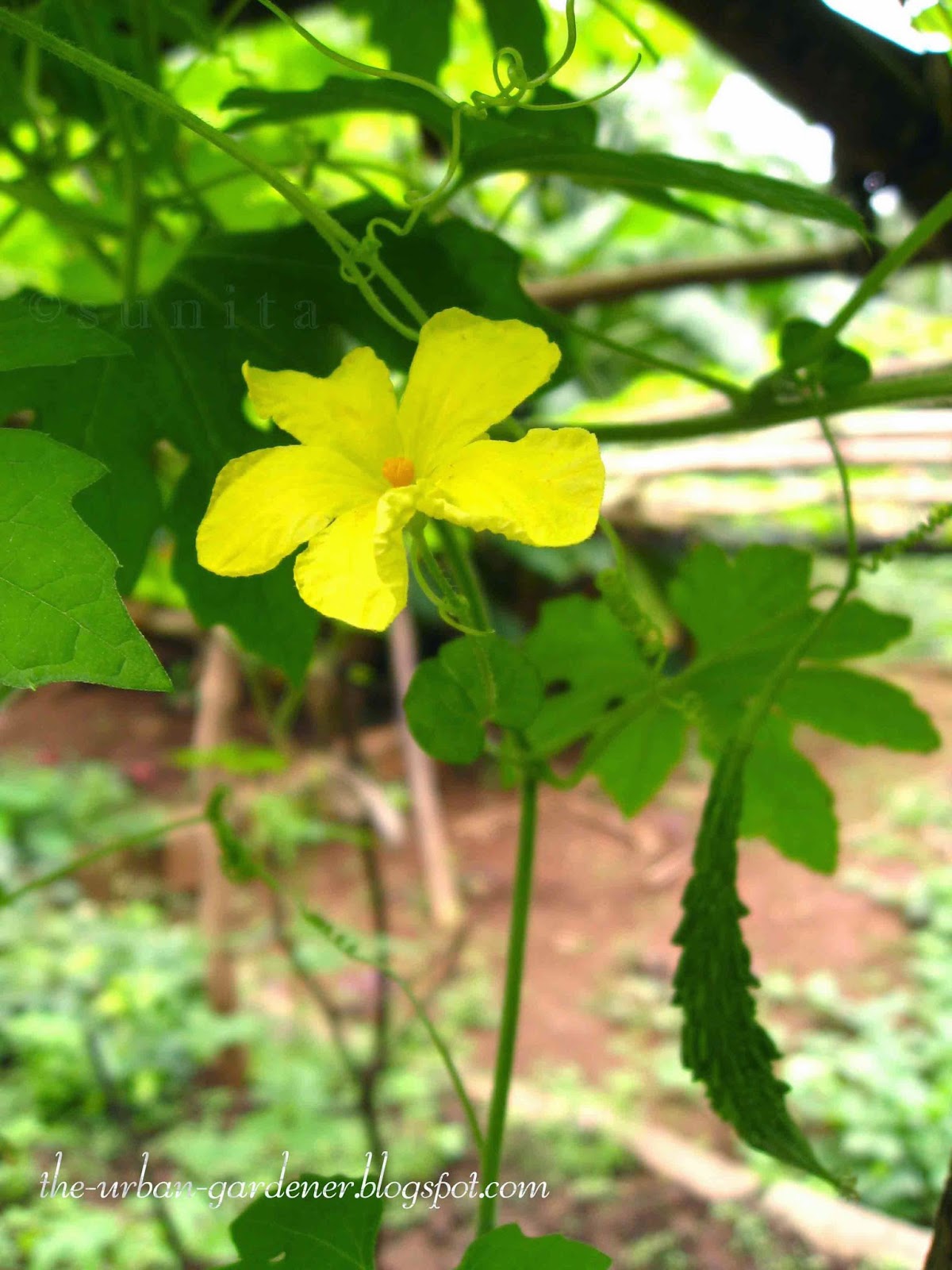 Small yellow pretty flower of Bitter Gourd or Karela. Decorative flowers of vegetables.