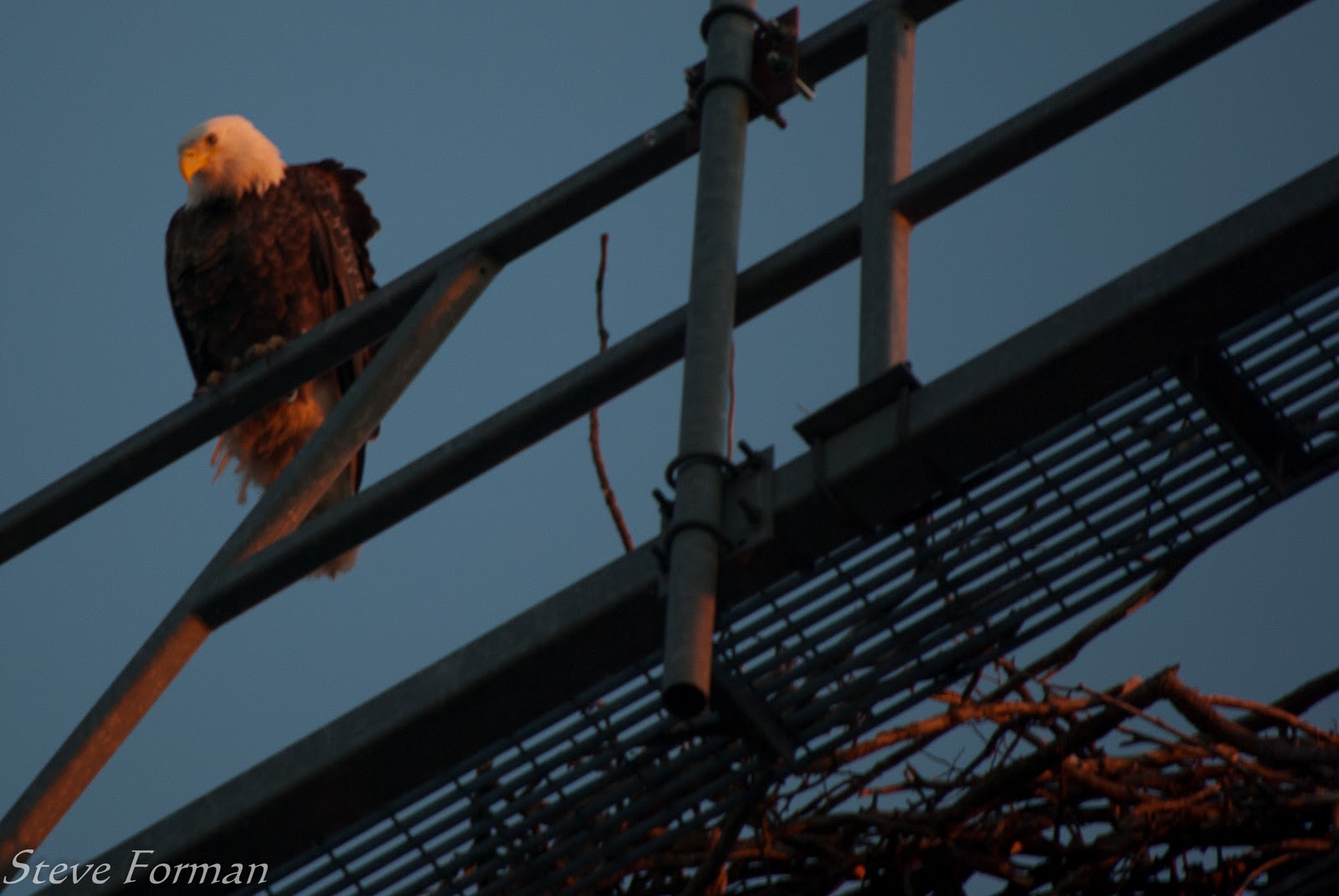 Bald Eagles Of Brick NJ