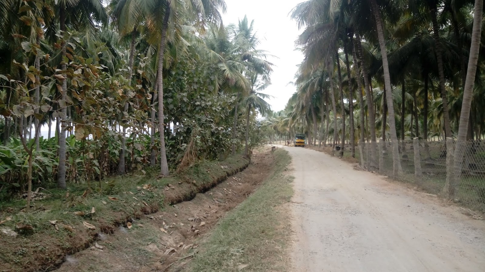 Kodaihills Realestate. Coconut farms for sale in near sholavandan