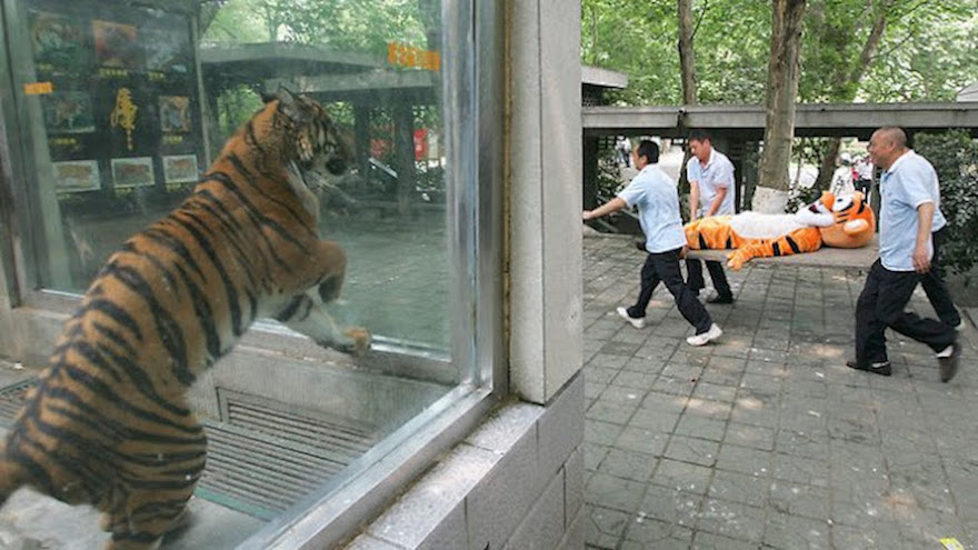 Tiger escape drill in China's Chengdu Zoo on June 2, 2011. The Zoo Houdinis and other stories. marchmatron.com Tiger escape drill in China's Chengdu Zoo on June 2, 2011. The Zoo Houdinis and other stories. marchmatron.com