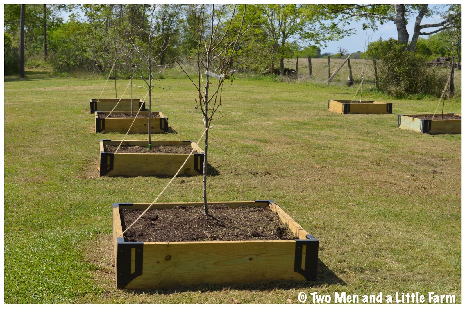 Two Men and a Little Farm RAISED BED ORCHARD