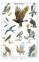 birds prey sweet unknown posted allposters