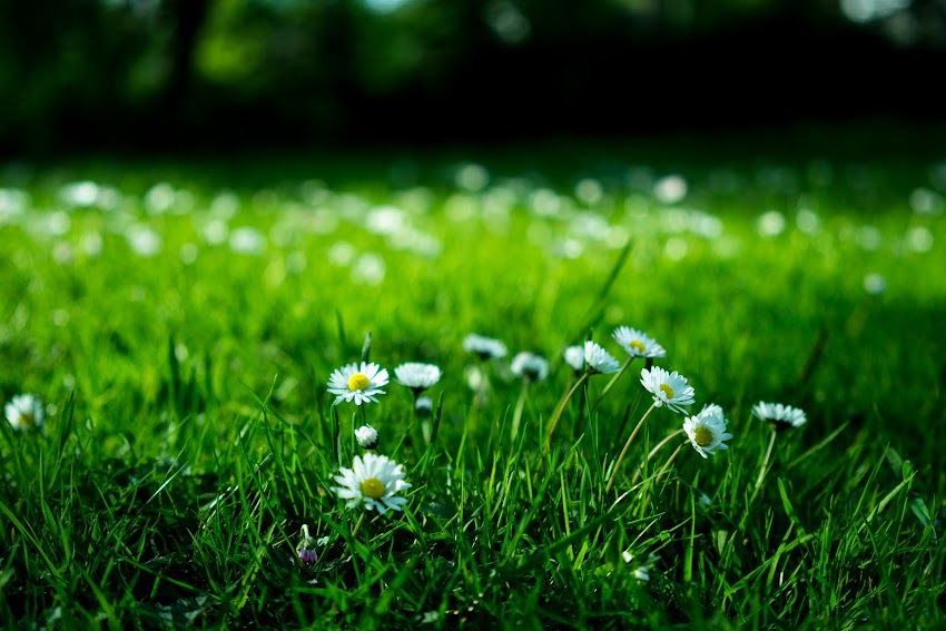 White Flowers On Green Field White Flowers On Green Field