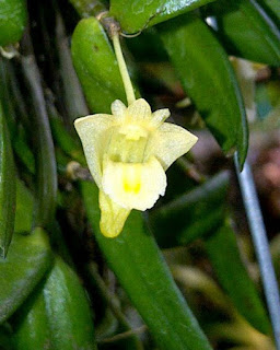 Lan Hoàng Thảo Vuông - Dendrobium Hymenanthum Rchb.f.