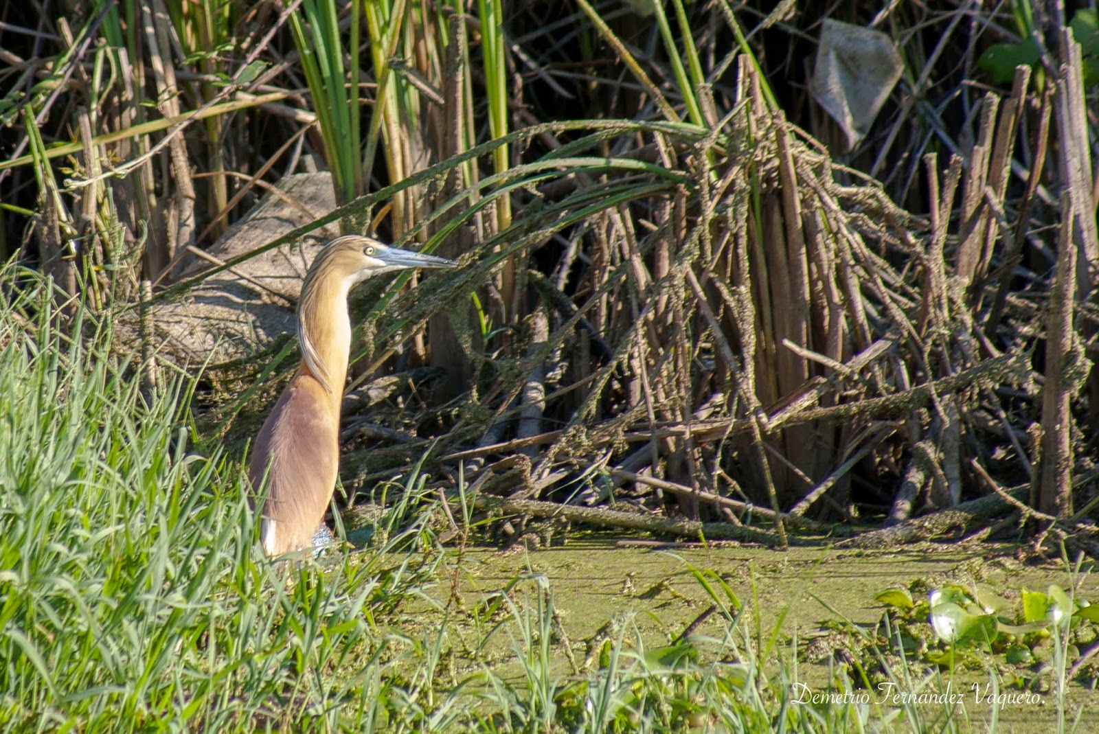 Nikon - Fauna Extremeña.Garceta y cañero - Habitantes del río Salor ...