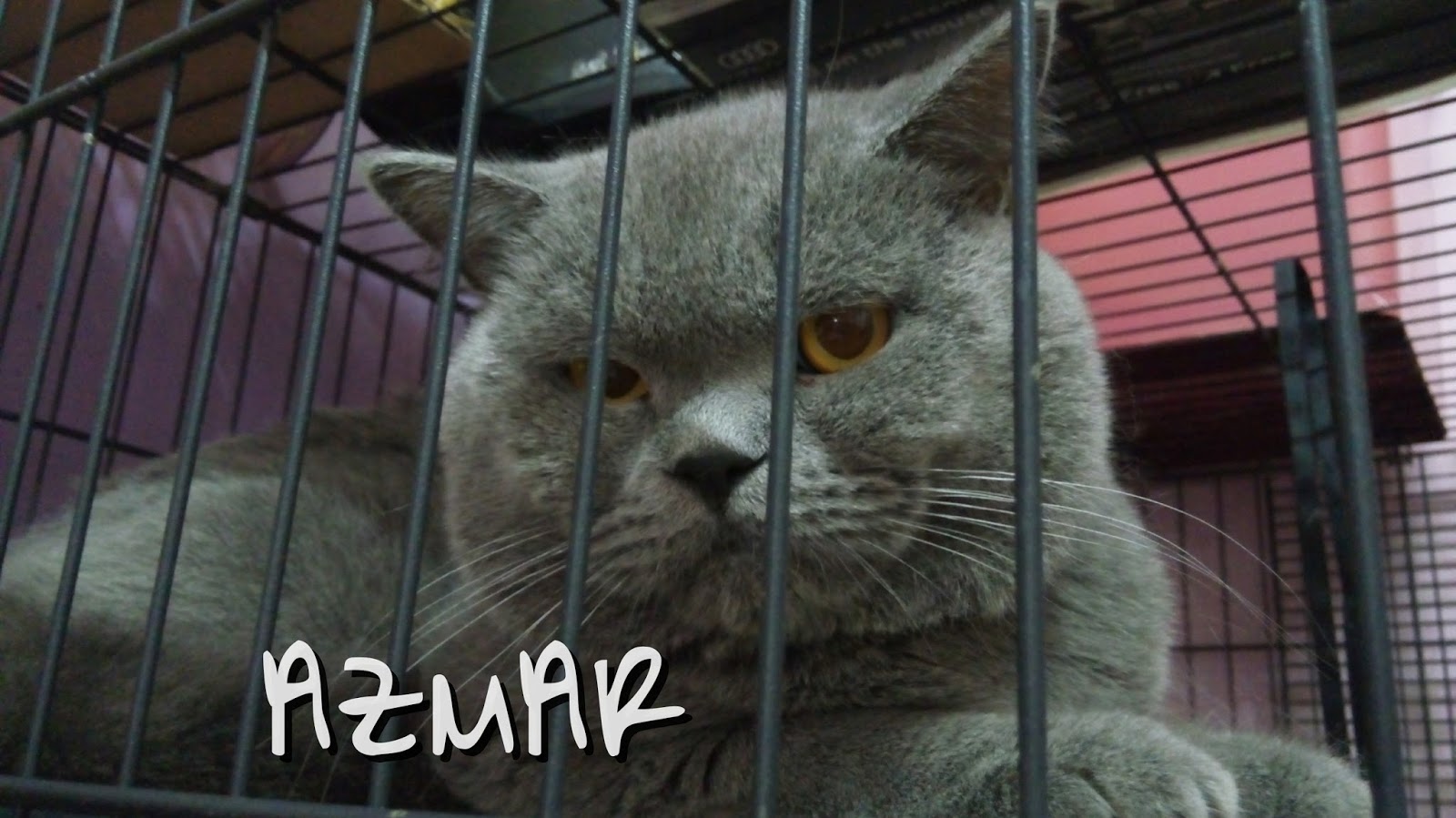 Supplement murah mampu milik untuk kucing Hidayat's petBlog Supplement murah mampu milik untuk kucing Hidayat's petBlog