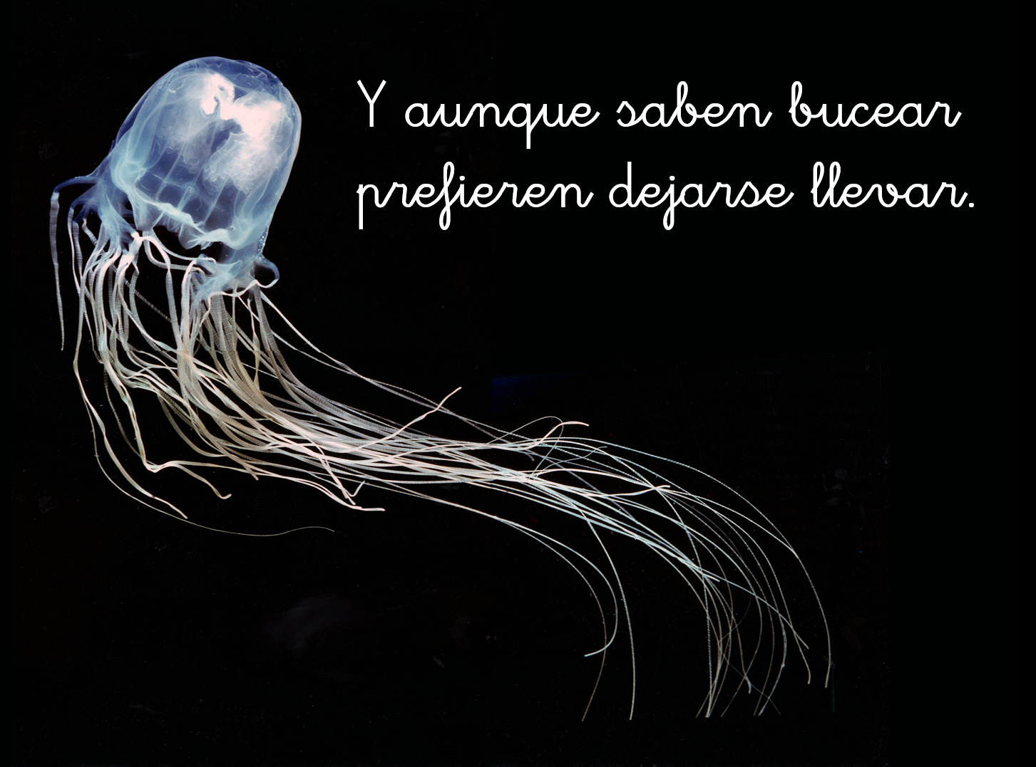 жалит как медуза песня