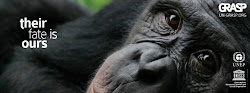 Help Save Great Apes