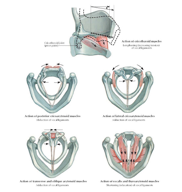 Action of Intrinsic Muscles of Larynx Anatomy
