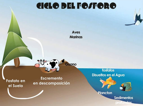 Flujo De Energia En Los Seres Vivos biologia-test.blogspot.com