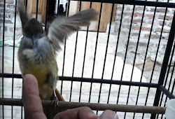 22++ Burung jenggot batak terbaru