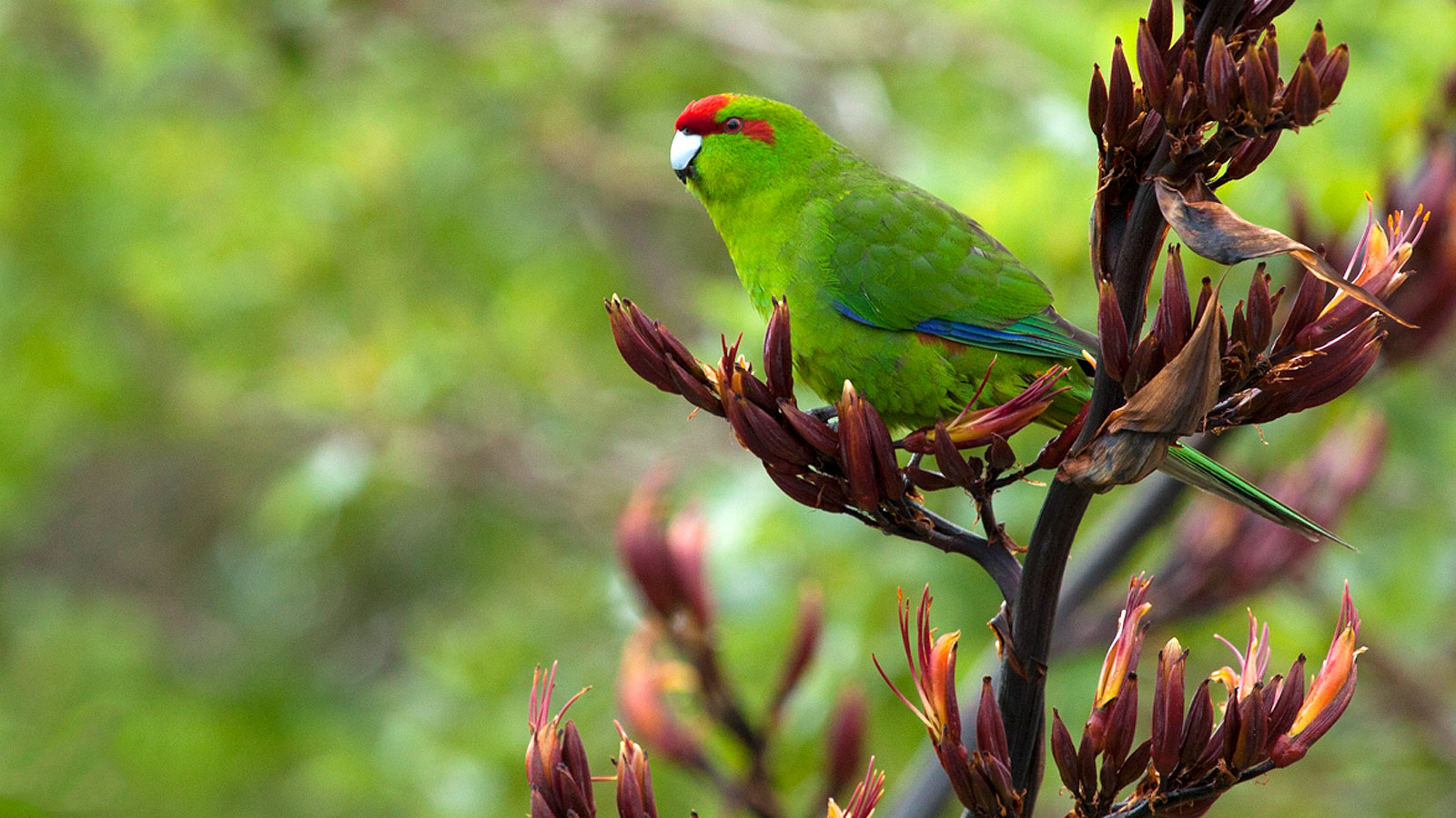 How to buy a parrot How to buy a parrot