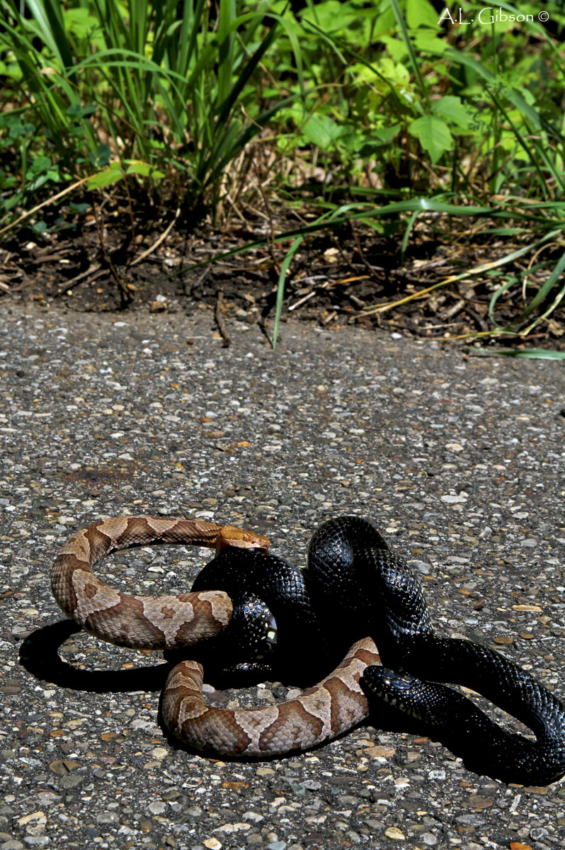The Buckeye Botanist Copperhead vs Eastern Black Kingsnake!