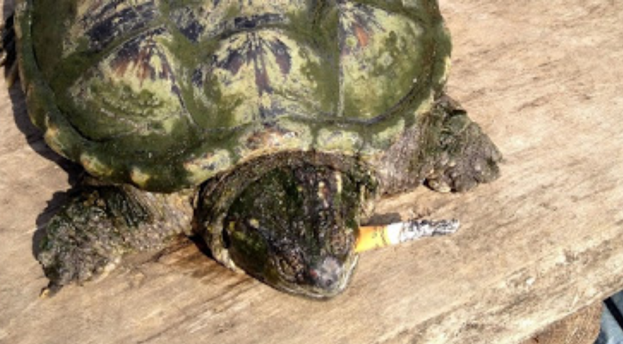 Kura Kura Kecanduan Rokok, Ternyata Kura Kura Juga Bisa Kecanduan Rokok Kura Kura Kecanduan Rokok