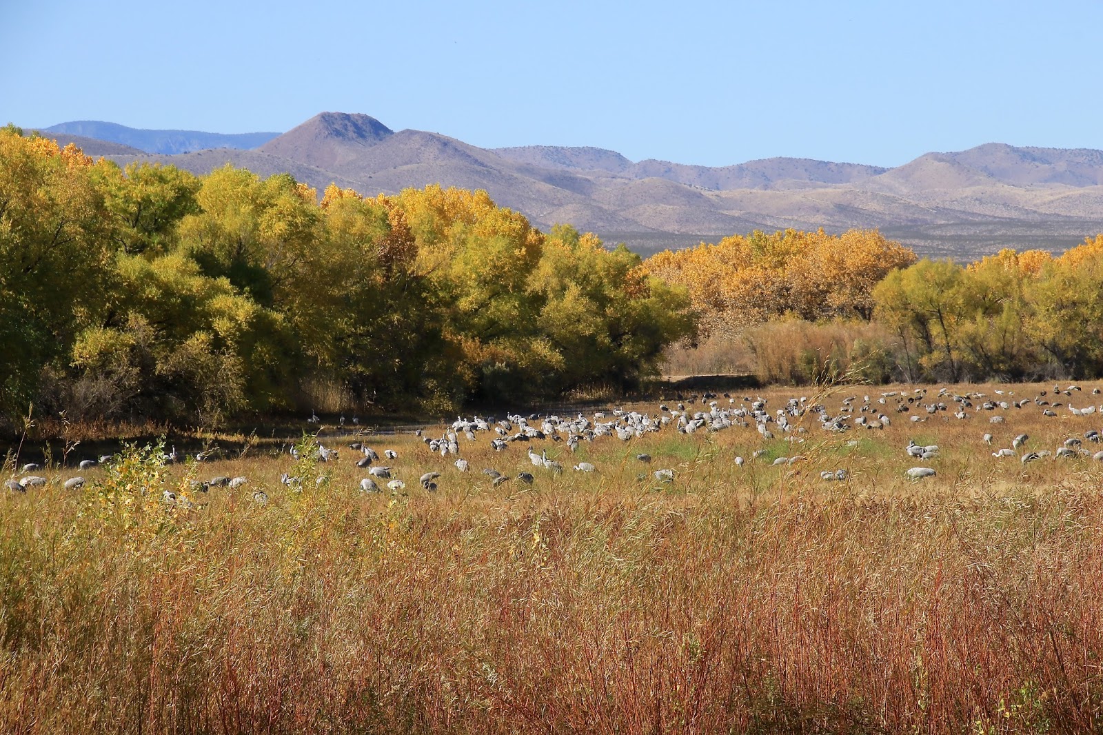Travels with Twinkles Socorro, New Mexico