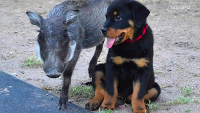 Rottweiler Puppy Warthog Friendship Rottweiler Puppy Warthog Friendship