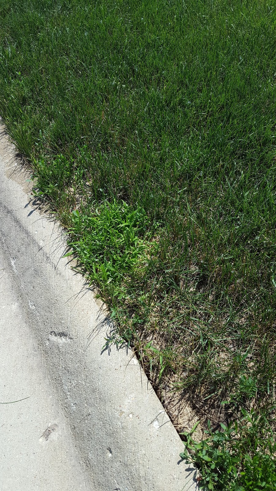 Lawn*Doctor Lawn Care Insights I have crabgrass in spring, or do I?