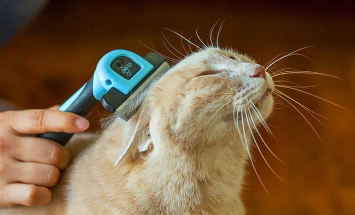 How to Brush Your Cat How to Brush Your Cat