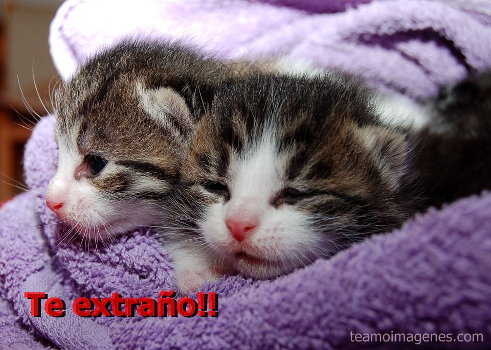 Las mejores imagenes de gatos lindos con frases de amor, teamoimagenes.com