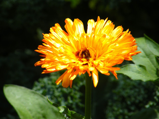 Double Orange Calendula Bloom