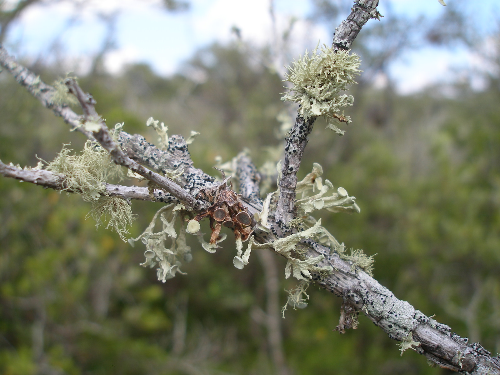 Report from the Florida Zone: Lichen of Leffis Key