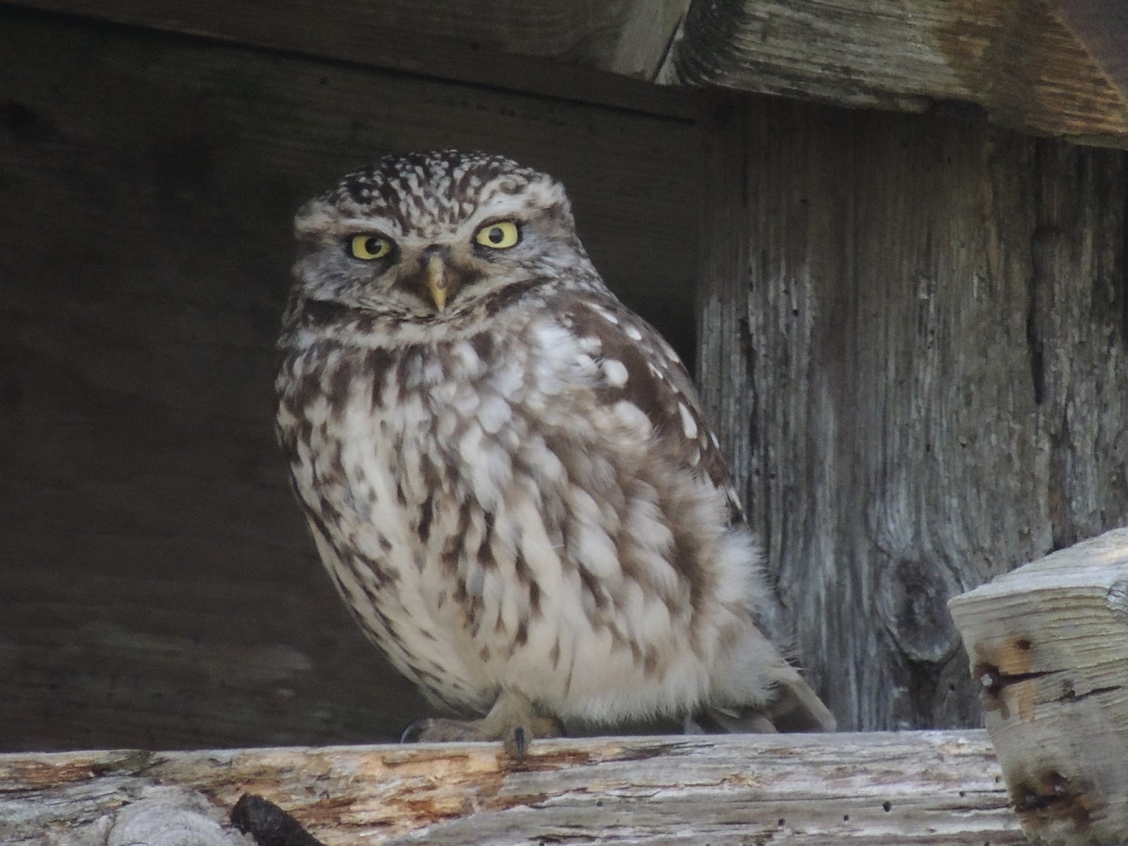 Plovers Blog Moths, Sparrows & Owls