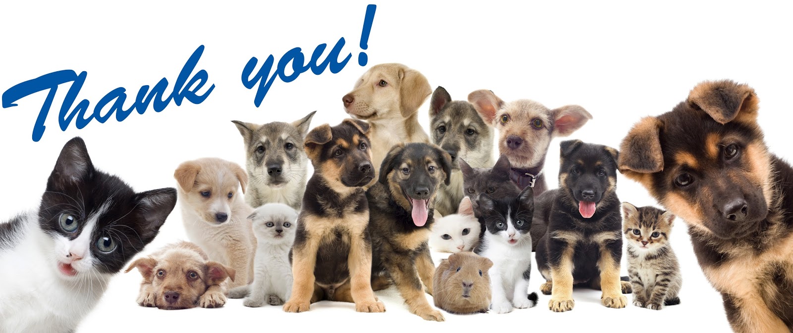 TLC Animal Shelter News