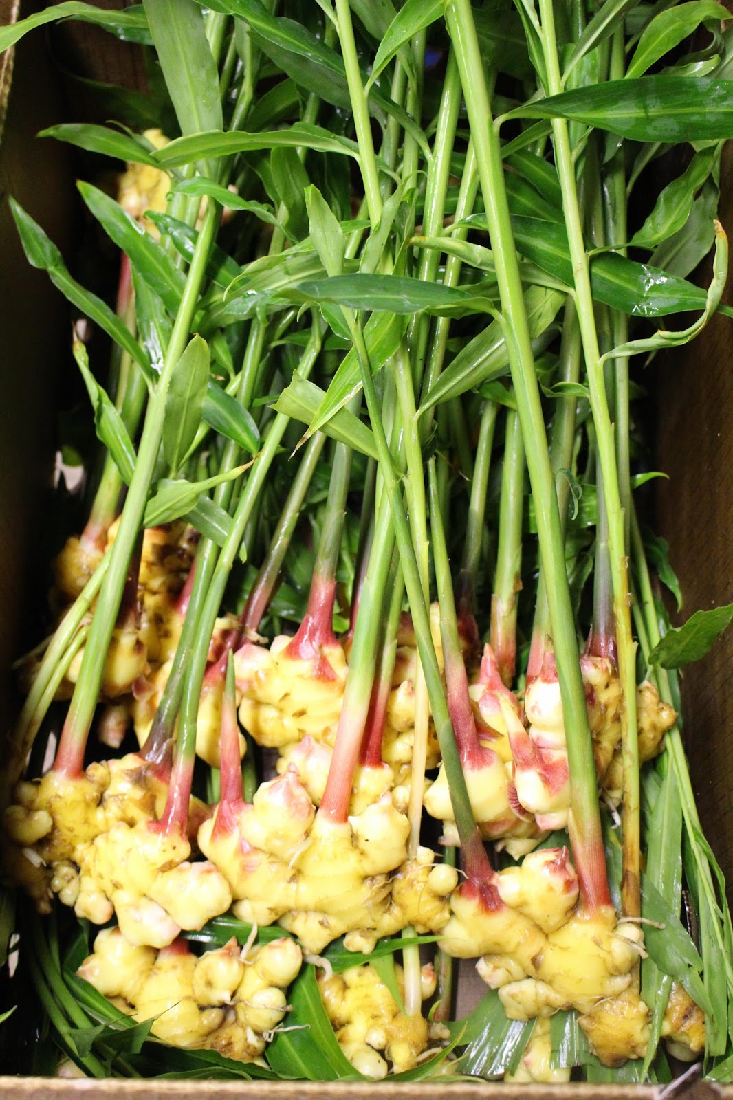 Harmony Valley Farm Vegetable Feature Fresh Baby Ginger!