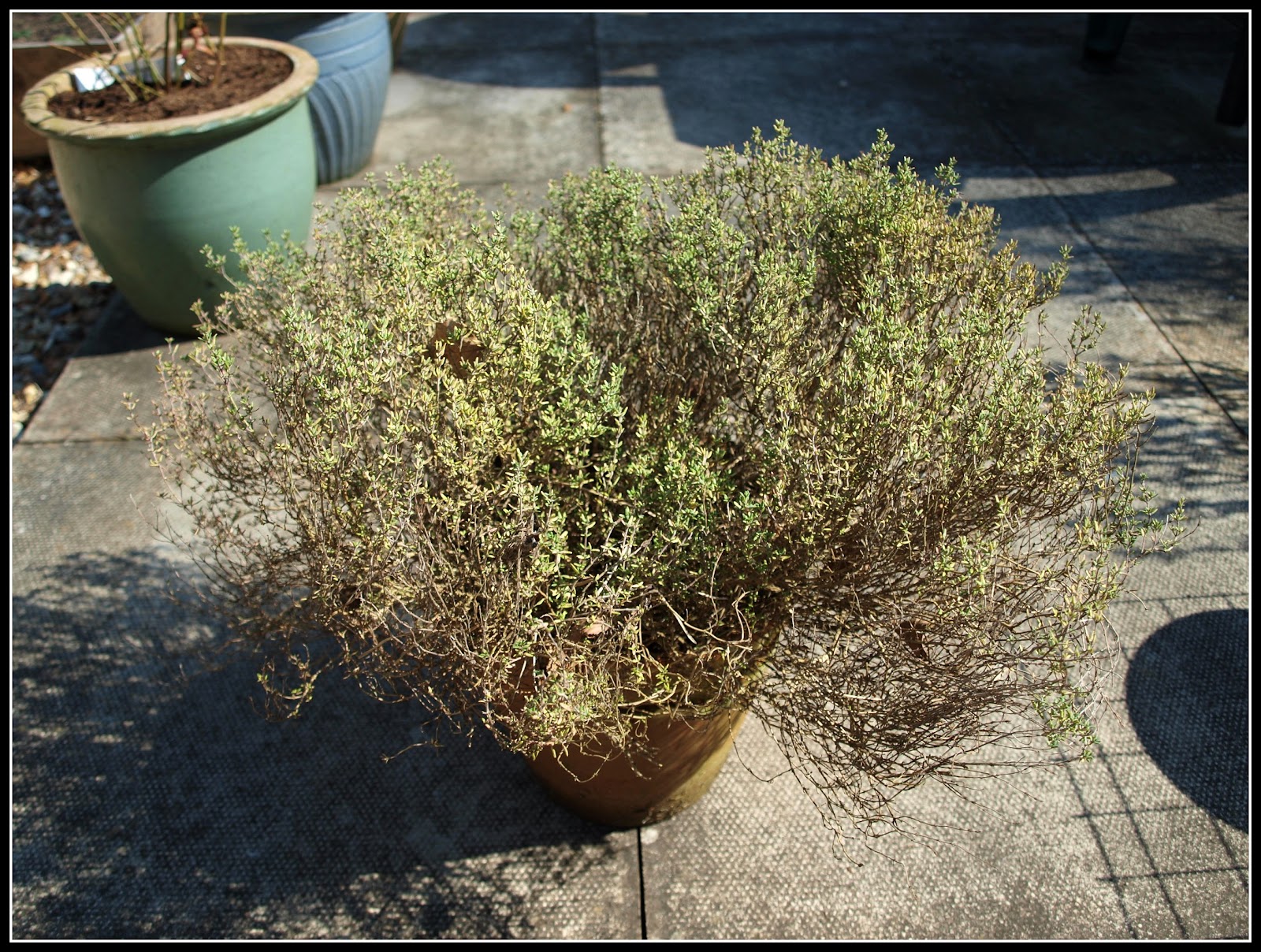 Mark's Veg Plot Thyme for a change