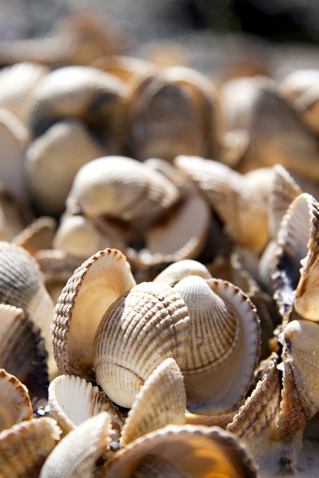 oyster shells - Download iPhone,iPod Touch,Android Wallpapers